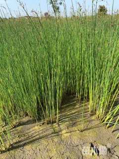 高度40厘米香蒲