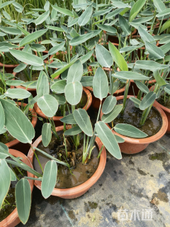 高度50厘米再力花