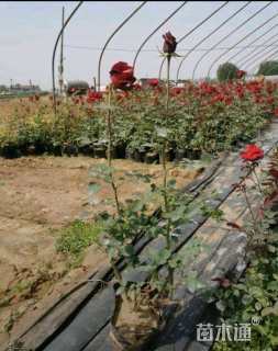 高度40厘米丰花月季