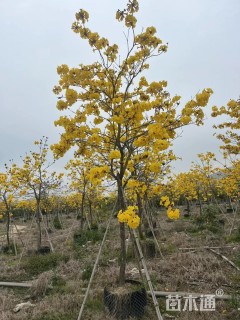 8公分黄花风铃木