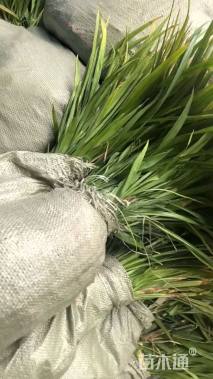 高度20厘米吉祥草