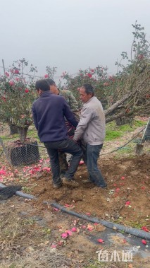 高度150厘米古桩月季