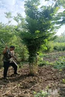 高度250厘米丛生紫荆