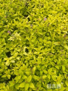 高度20厘米金山绣线菊