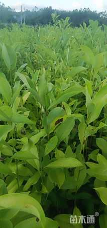 高度100厘米火力楠小苗