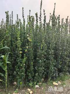 高度180厘米北海道黄杨