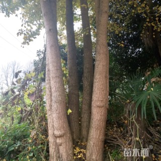 130公分银杏