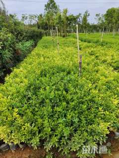 高度30厘米杜鹃