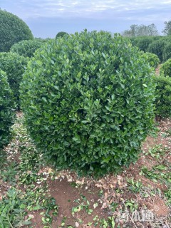 冠幅80厘米大叶黄杨球