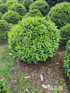 冠幅80厘米毛鹃球