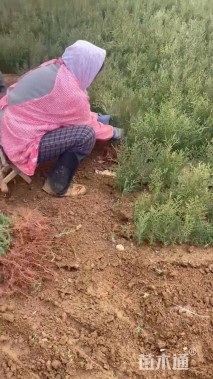 高度20厘米侧柏