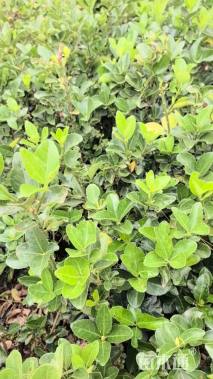 高度35厘米大叶黄杨小苗