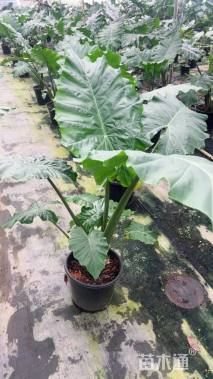 高度30厘米海芋