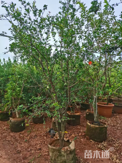 高度200厘米石榴