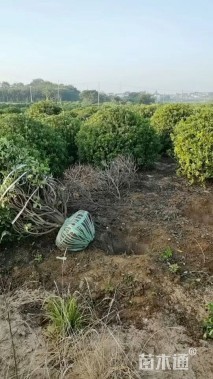 冠幅200厘米海桐球