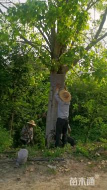 50公分菩提榕