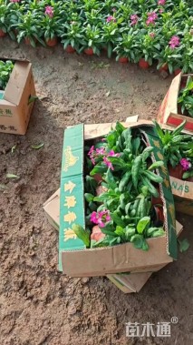 高度25厘米紫罗兰