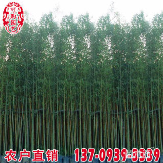 容器苗刚竹