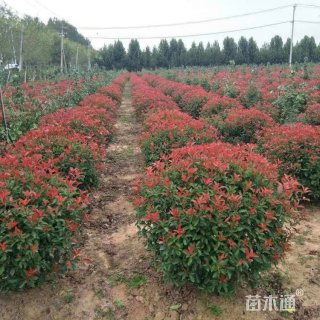 冠幅80厘米红叶石楠球