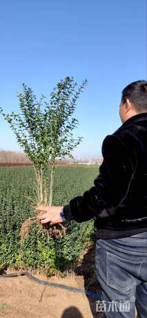 高度50厘米小叶女贞