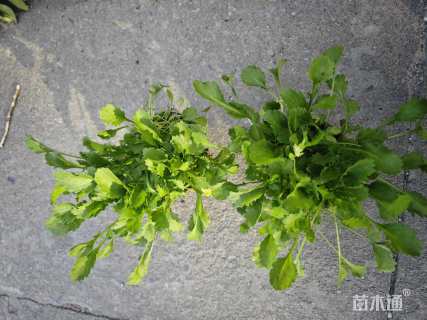 高度15厘米大滨菊