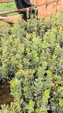 高度35厘米金边黄杨小苗