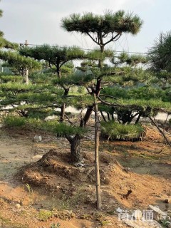 20公分造型松
