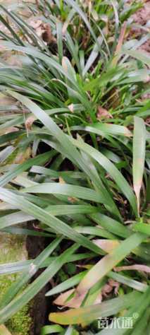 高度10厘米阔叶麦冬
