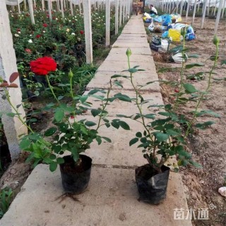 高度30厘米大花月季