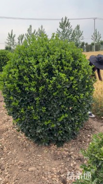 冠幅180厘米冬青球