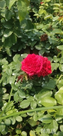 高度35厘米欧洲月季