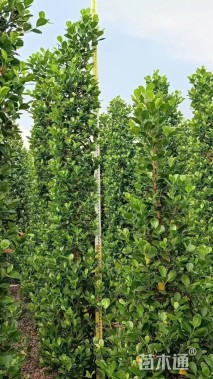 高度220厘米火山榕