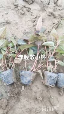 高度20厘米赤胫散