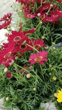 高度20厘米玛格丽特花