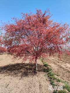 14公分日本红枫