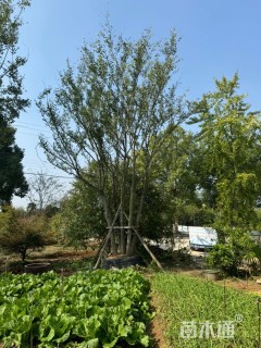 100公分(5杆)丛生朴树