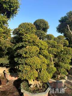 15公分造型小叶赤楠