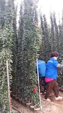 200厘米藤本月季