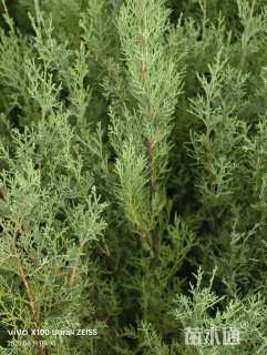 高度20厘米圆柏