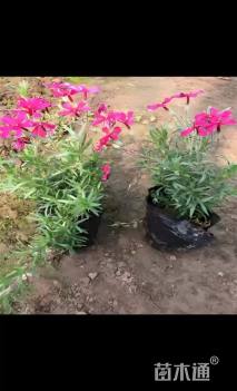 高度20厘米丛生福禄考