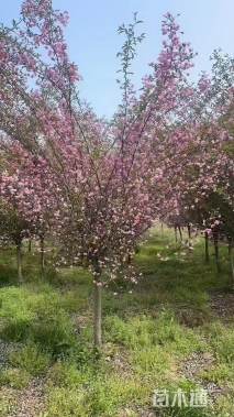 15公分垂丝海棠