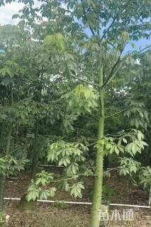 8公分美丽异木棉