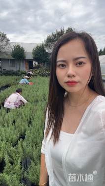 高度25厘米迷迭香