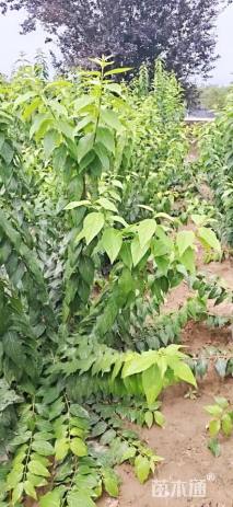 高度150厘米丛生蜡梅