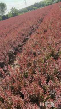 高度40厘米红叶小檗