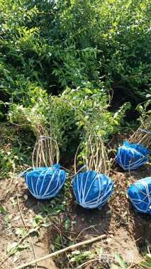 高度180厘米连翘