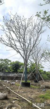 25公分凤凰木