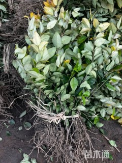 高度40厘米金森女贞