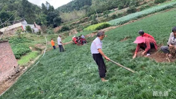 高度25厘米细叶麦冬草