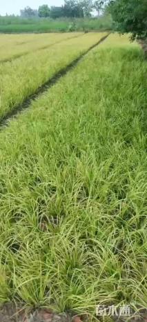 高度15厘米金叶石菖蒲